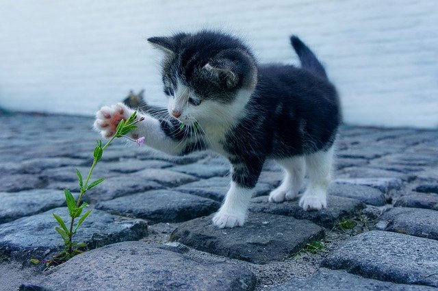 Huisdieren hebben een positief effect op je gezondheid